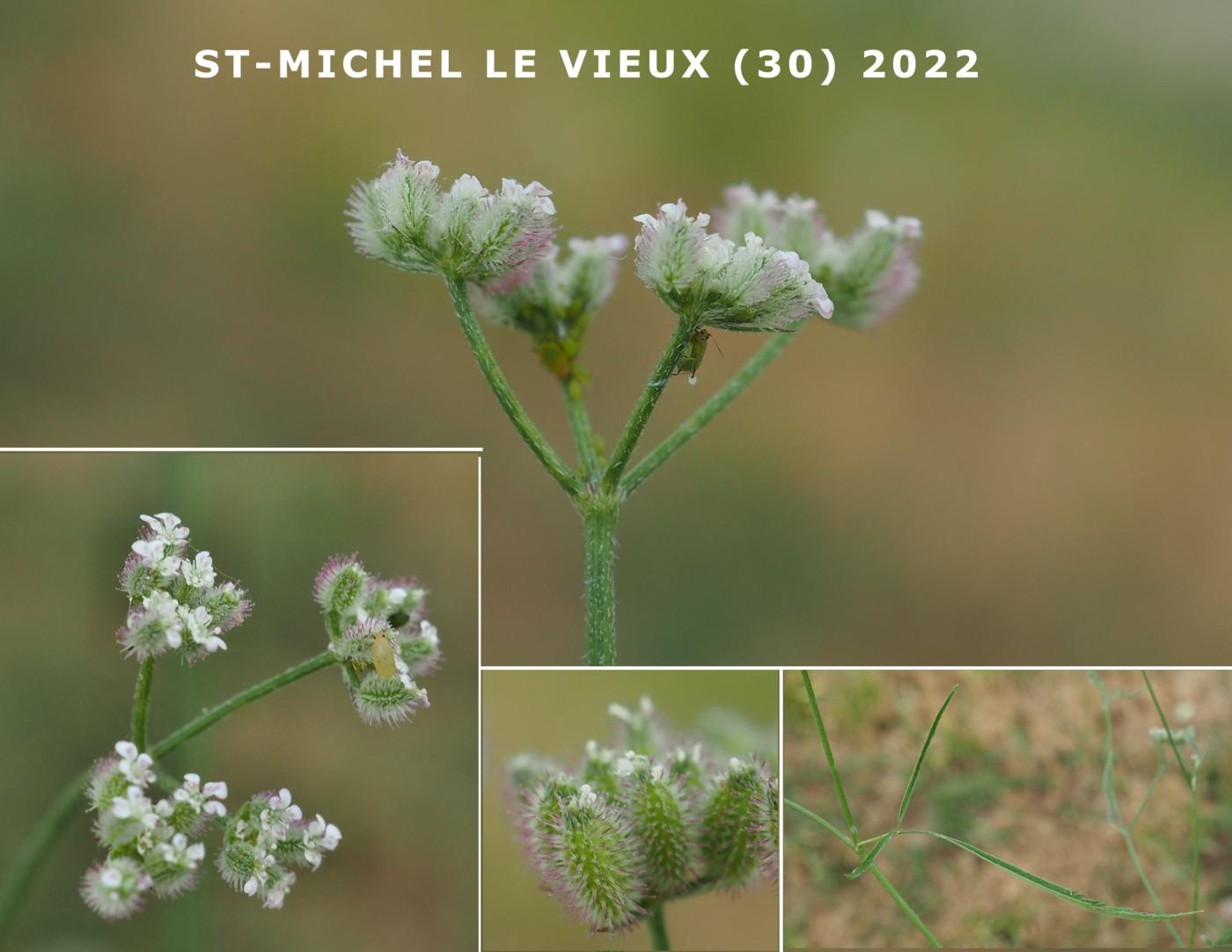 Burr Parsley, (Purple) plant